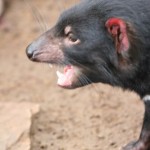 devil4