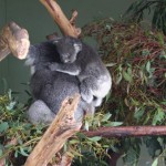 koala6