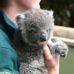 koala8