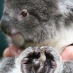 koala9