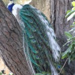 white_peacock